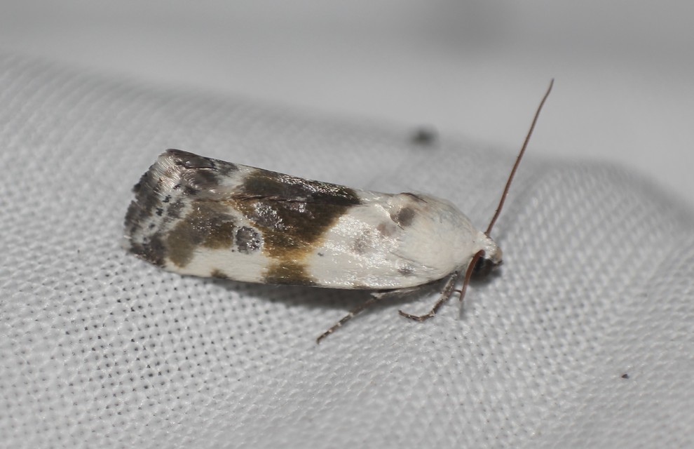 Ponometia candefacta - parlagfűbagoly
