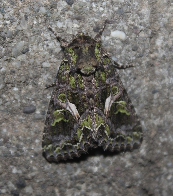 Trachea atriplicis - nyári zöldbagoly