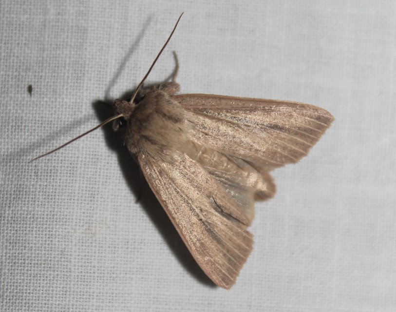 Mythimna pudorina - vörös rétibagoly