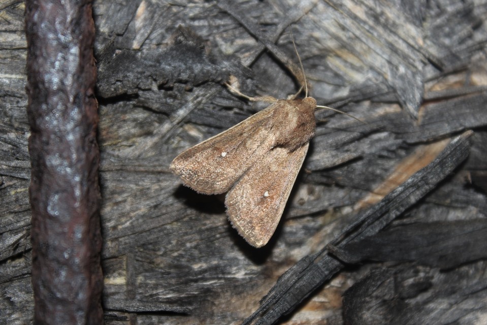 Mythimna albipuncta - fehérpettyes rétibagoly
