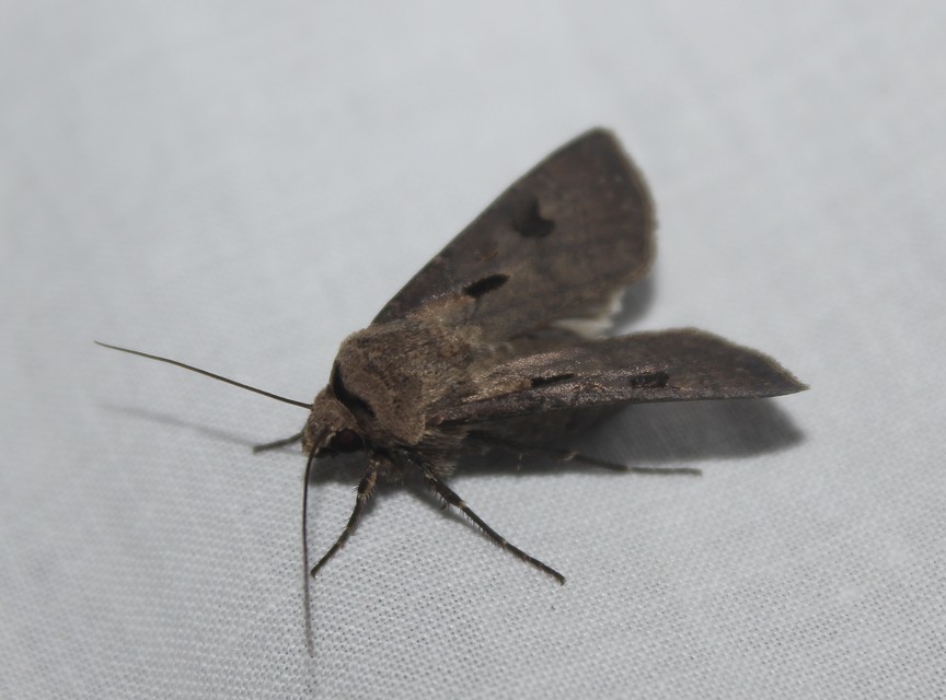 Agrotis exclamationis - felkiáltójeles földibagoly