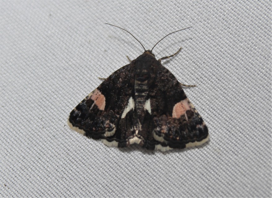 Tyta luctuosa - fekete nappalibagoly