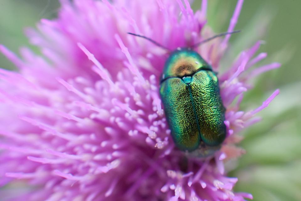 Cryptocephalus