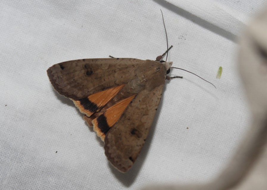Noctua pronuba - nagy sárgafűbagoly