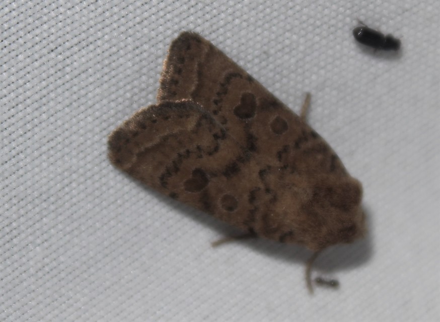 Hoplodrina octogenaria - barna selymesbagoly