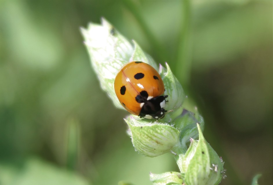 Coccinella septempunctata - hétpettyes katica
