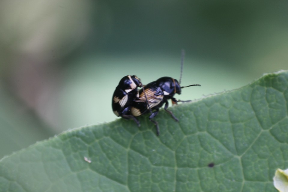 Cryptocephalus moraei - közönséges zömökbogár