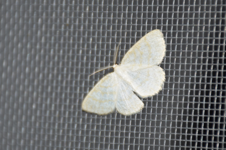 Cabera exanthemata - pettyes égeraraszoló