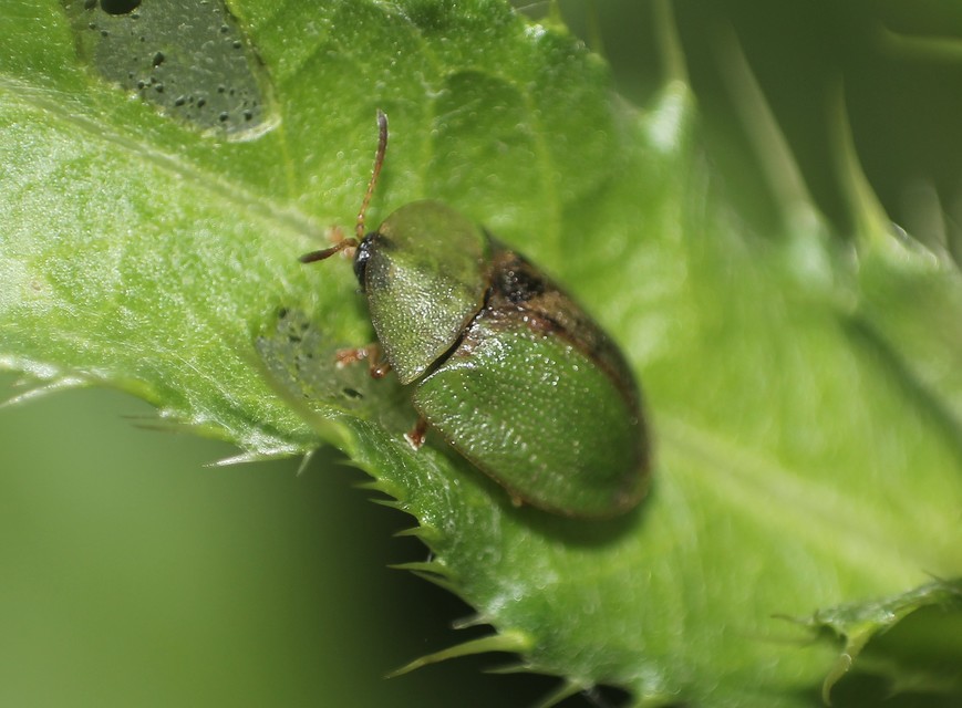 Cassida Cassida