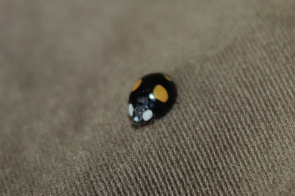 Harmonia axyridis - harlekinkatica