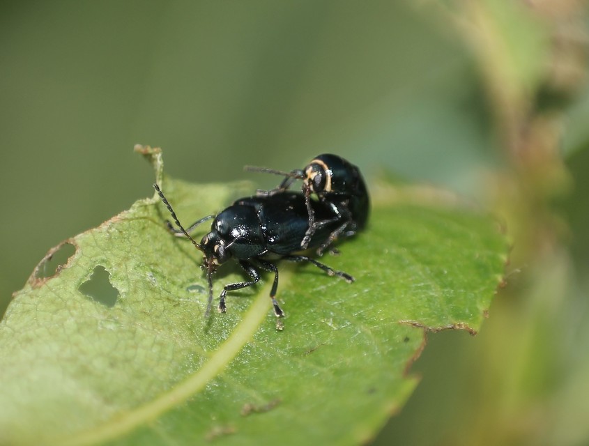 Cryptocephalus