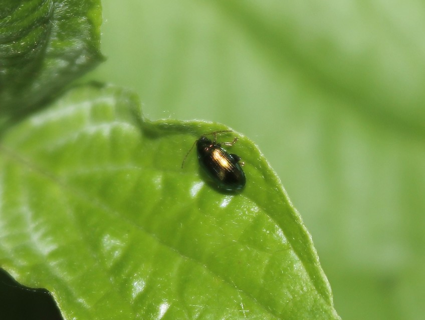 Crepidodera