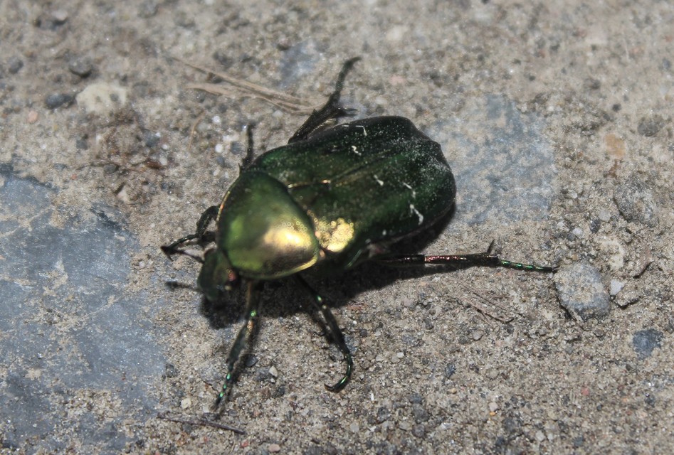 Cetonia aurata - aranyos virágbogár