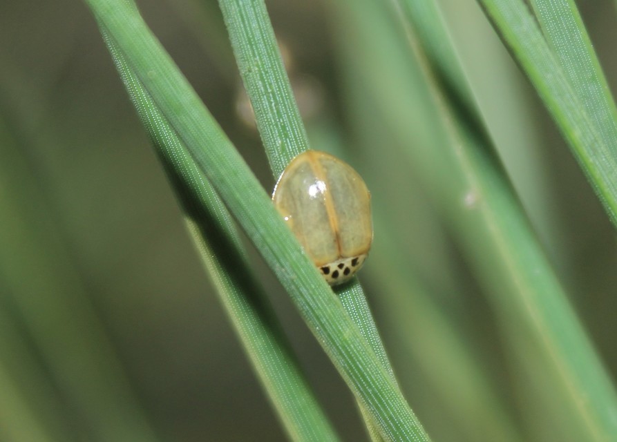 Harmonia quadripunctata - négypettyes katica
