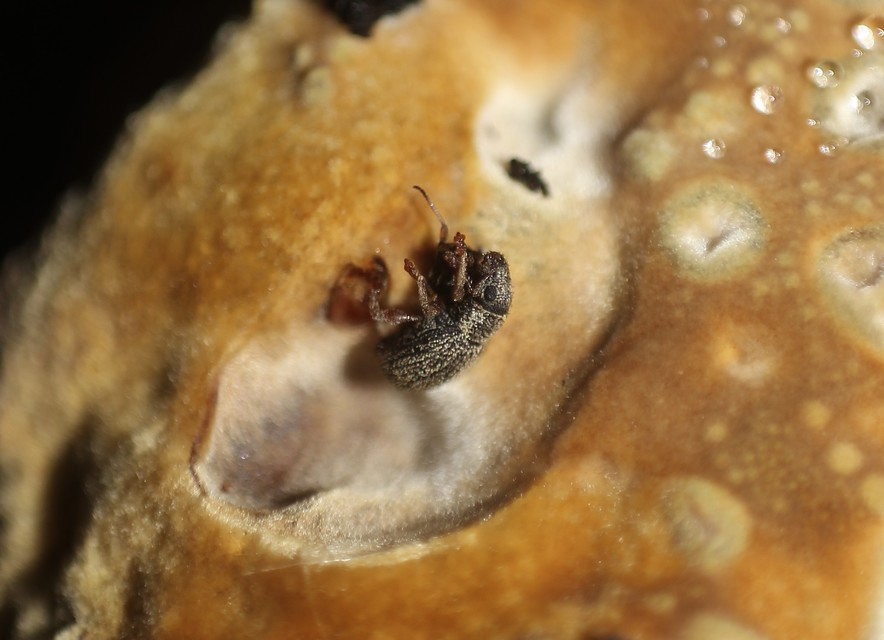 Foucartia squamulata - közönséges törpebarkó