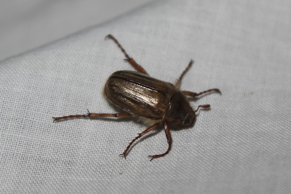 Amphimallon solstitiale - bordás sárgacserebogár