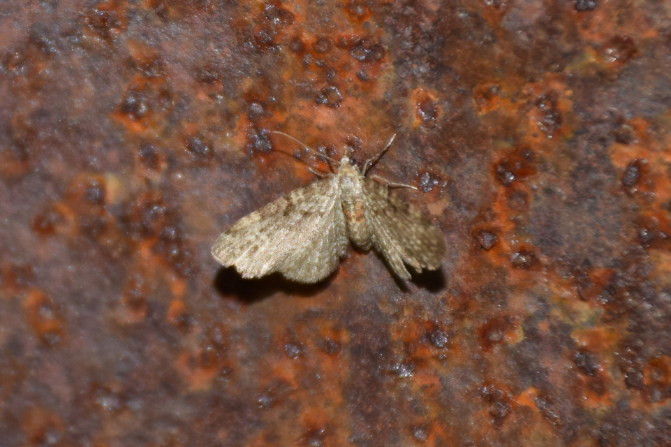 Pasiphila chloerata - hamvas törpearaszoló