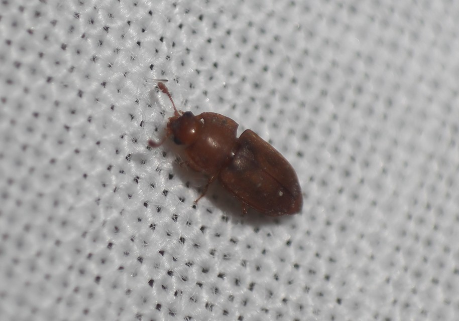 Epuraea Epuraea