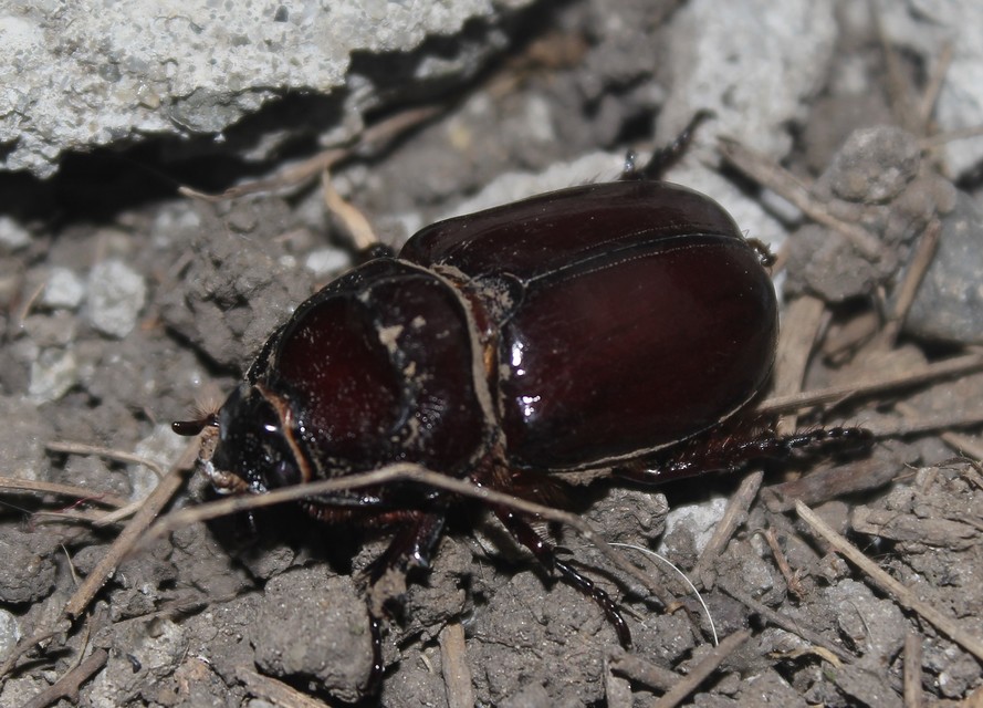 Oryctes nasicornis - orrszarvú bogár