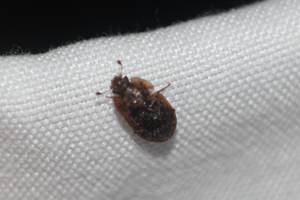 Soronia grisea - pettyegetett fénybogár Soronia grisea - pettyegetett fénybogár