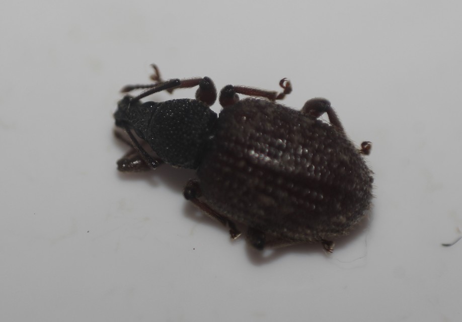 Otiorhynchus rugosostriatus - szamóca-gyalogormányos