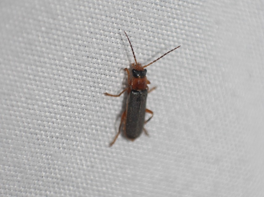 Cantharis lateralis - szegélyes lágybogár