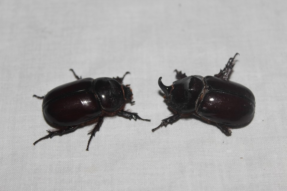 Oryctes nasicornis - orrszarvú bogár