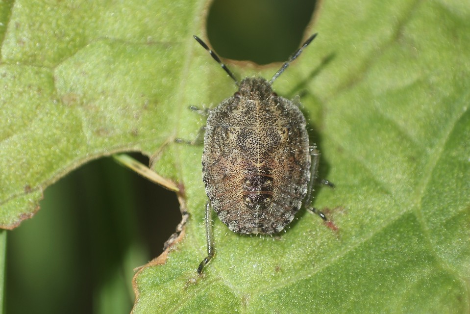 Dolycoris baccarum - közönséges bogyómászó-poloska Dolycoris baccarum - közönséges bogyómászó-poloska