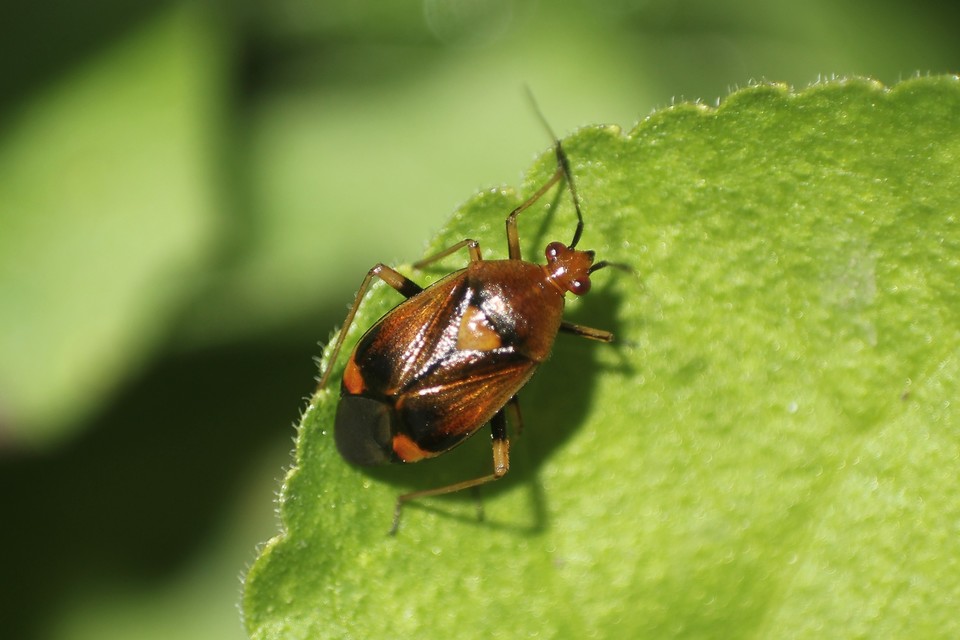 Deraeocoris ruber - vöröses mezeipoloska