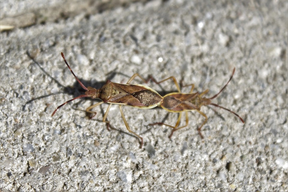 Gonocerus juniperi - boróka-karimáspoloska