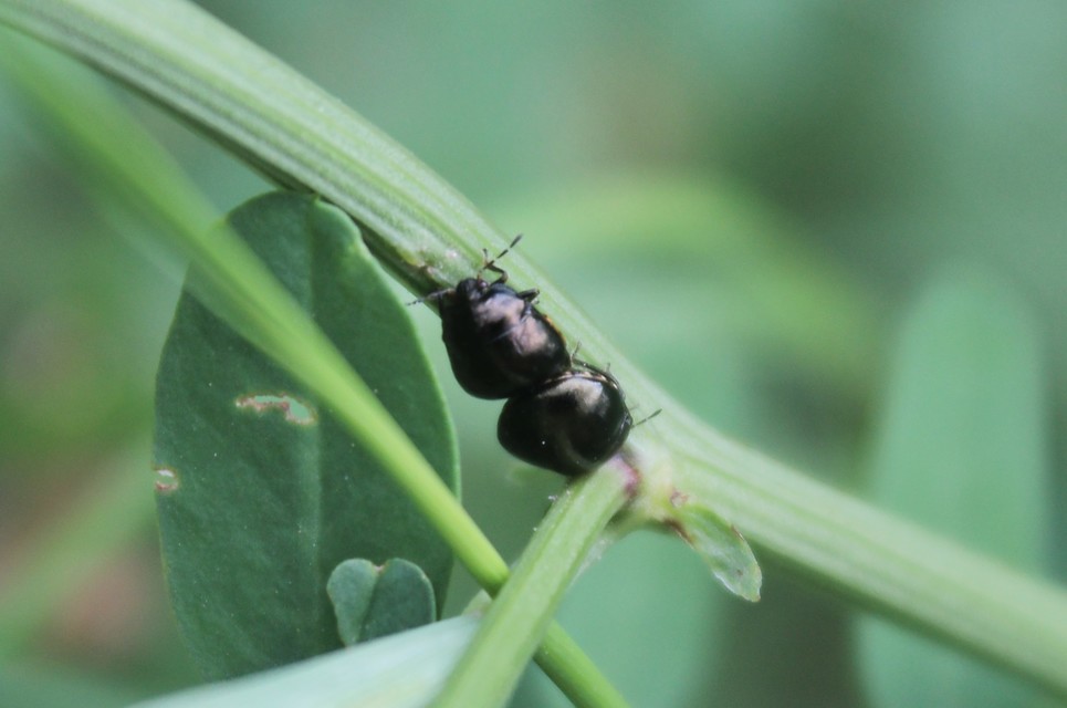 Coptosoma scutellatum - bödepoloska Coptosoma scutellatum - bödepoloska