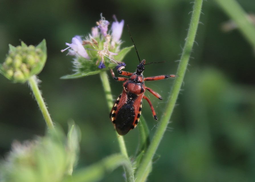 Rhynocoris iracundus - közönséges gyilkospoloska