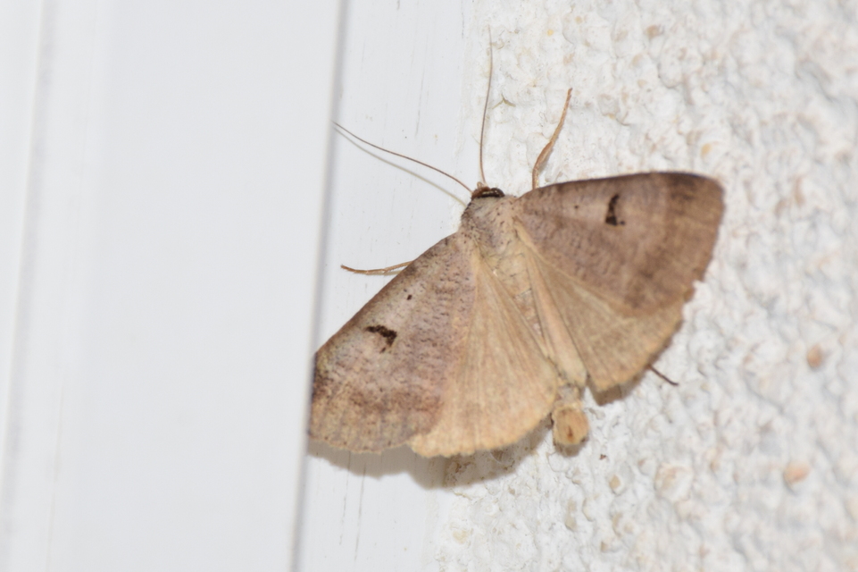 Lygephila pastinum - közönséges csüdfűbagoly