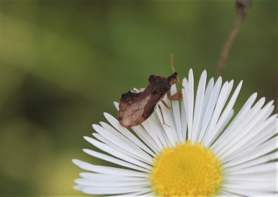 Phymata crassipes - fogólábú poloska