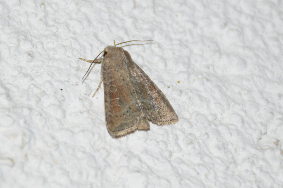 Parastichtis suspecta - sötét erdeibagoly