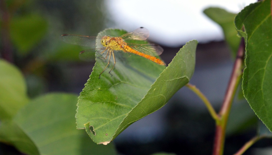 Sympetrum meridionale - fakó katona-szitakötő