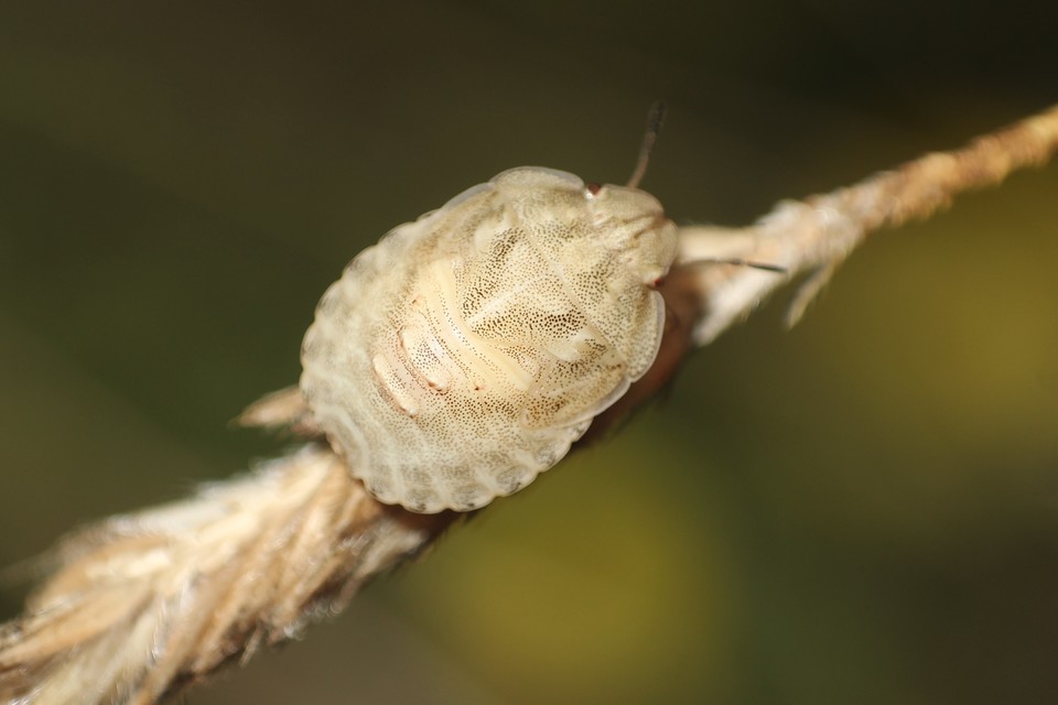 Eurygaster