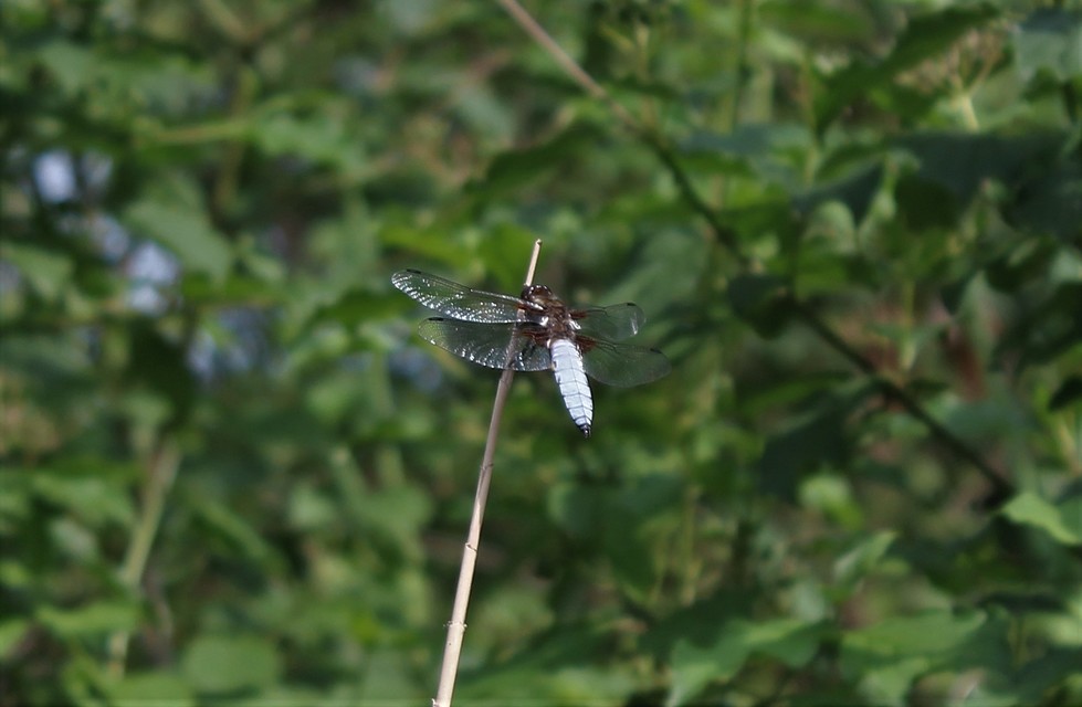 Libellula depressa - széles laposacsa