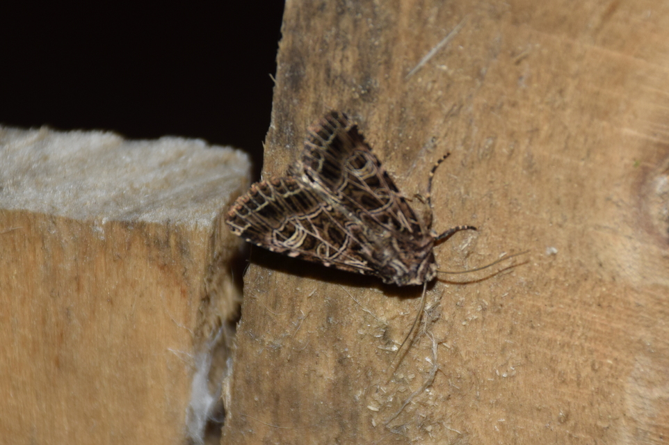 Heliophobus reticulata - fehéreres kertibagoly
