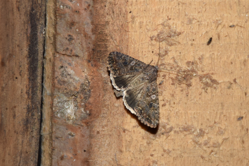 Hadula trifolii - lóherebagoly