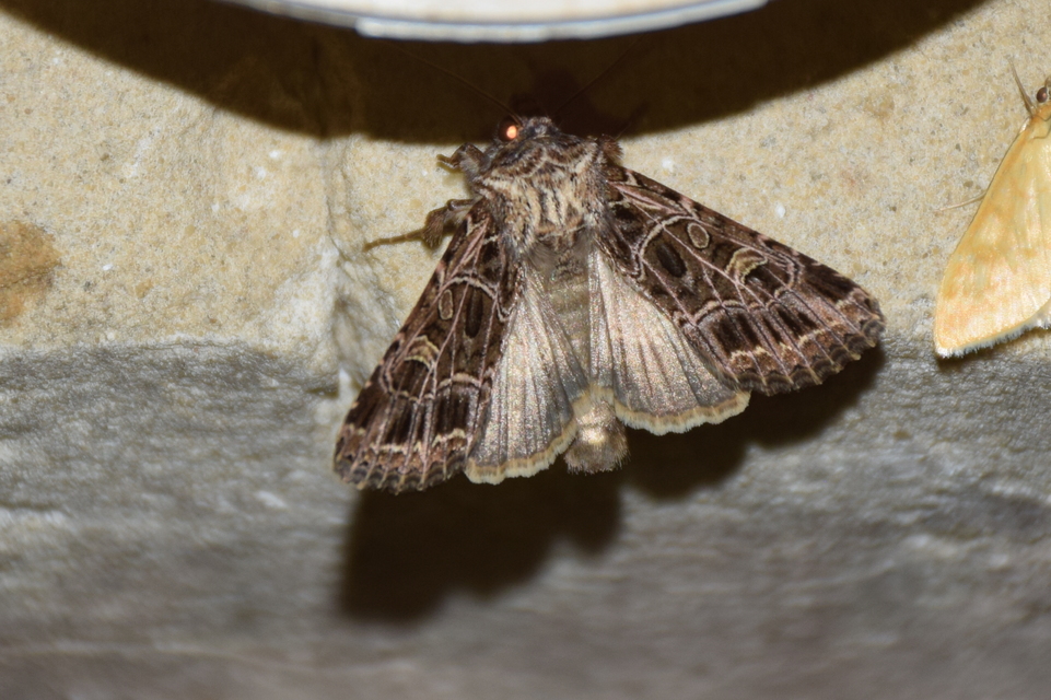 Heliophobus reticulata - fehéreres kertibagoly