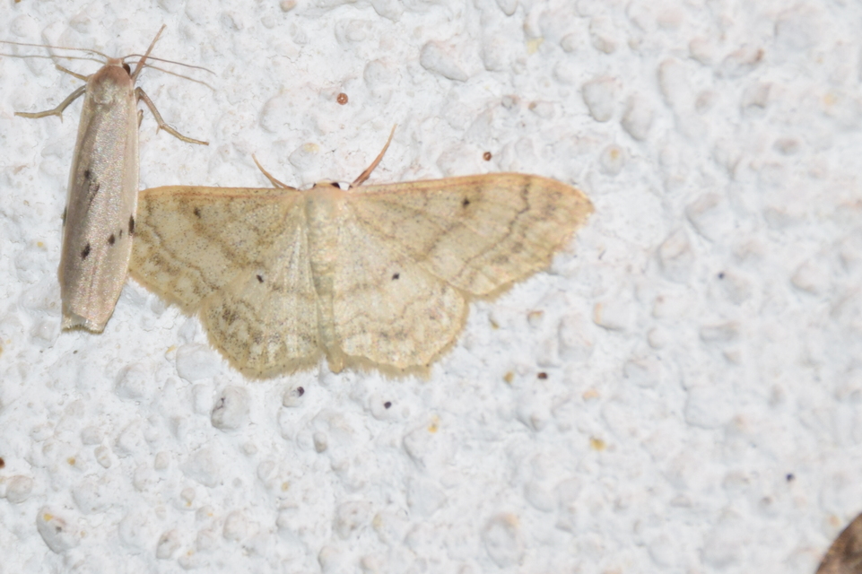 Idaea deversaria - egyszínű sávosaraszoló