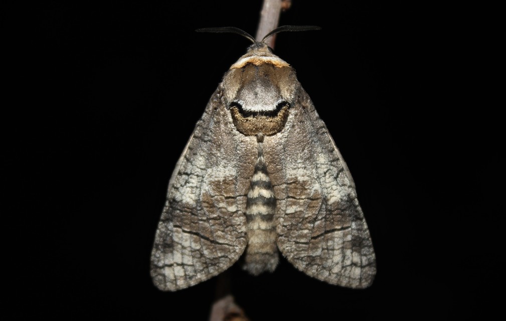Cossus cossus - fűzfarontólepke