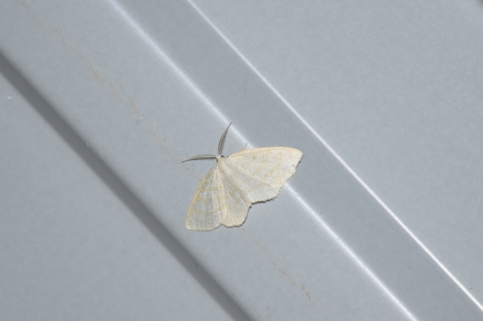 Cabera exanthemata - pettyes égeraraszoló