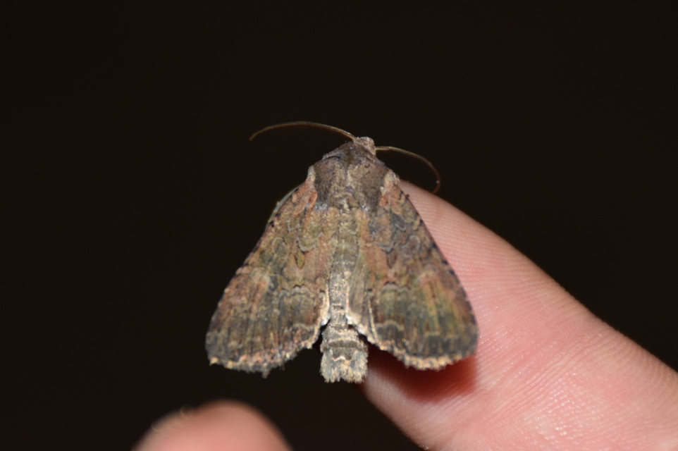 Lacanobia amurensis - homoki kertibagoly