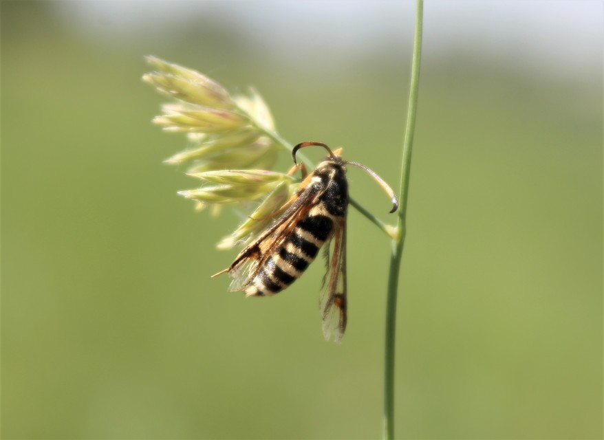 Bembecia ichneumoniformis - fürkész-szitkár