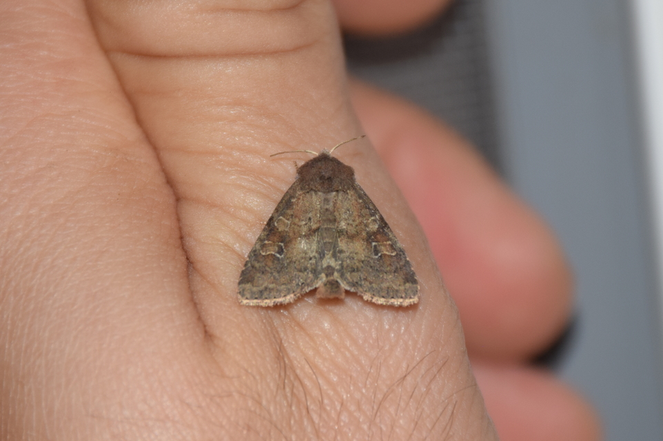 Parastichtis suspecta - sötét erdeibagoly