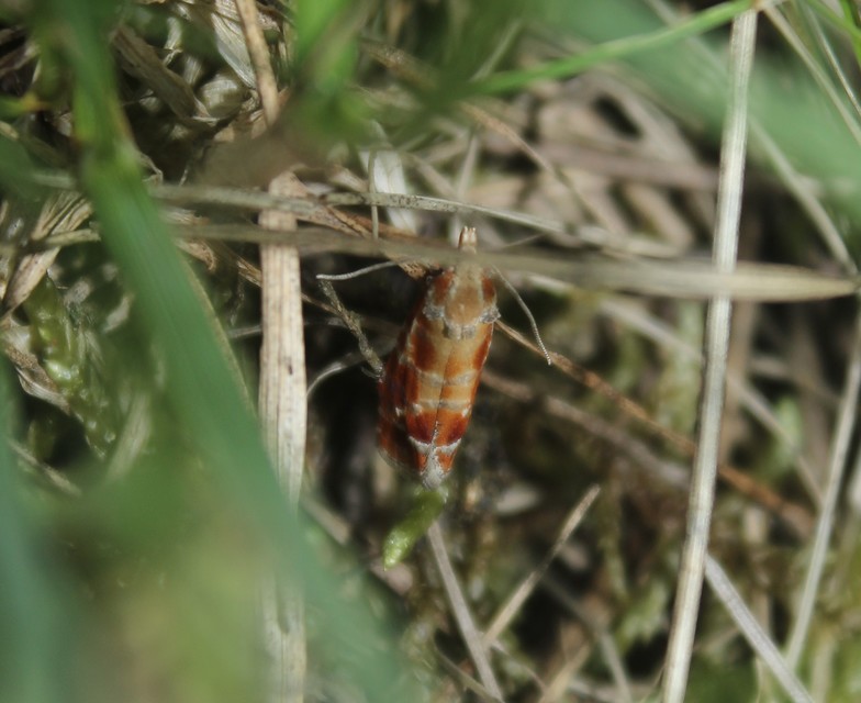 Rhyacionia
