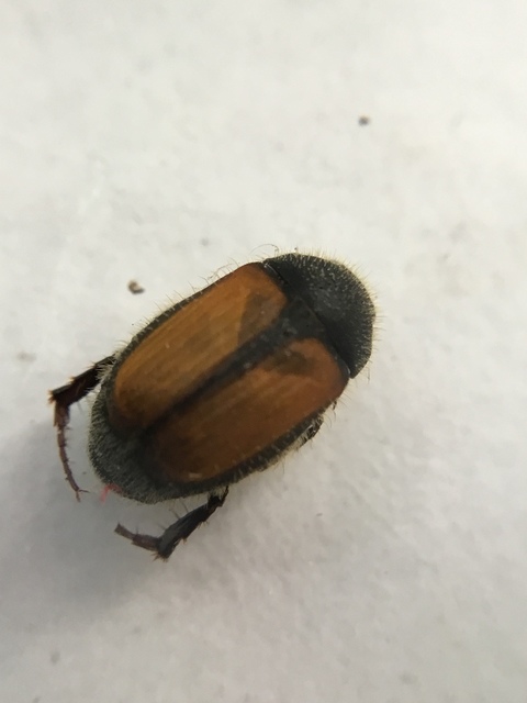 Omaloplia nigromarginata - szegélyes kiscserebogár
