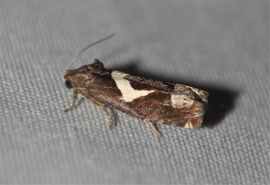 Epiblema foenella - kampósfoltú tükrösmoly